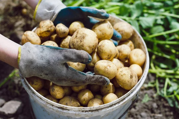 В Україні різко подешевшала картопля: фермери знижують ціни через ризики для продукції / Фото: depositphotos