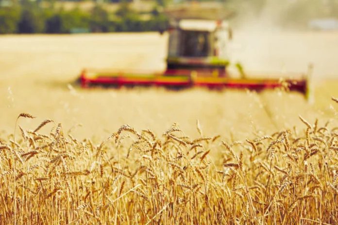 В Україні запровадили нову форму декларації з орендної плати за державні сільгоспземлі: що відомо / Фото: depositphotos
