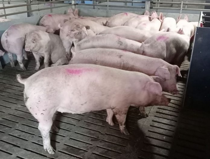 В Україні прогнозують зниження цін на свиней живою вагою (фото з відкритих джерел)